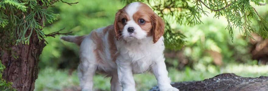 Cavalier King Charles